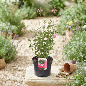 Pink Lips Salvia (Salvia microphylla) – 17cm Pot