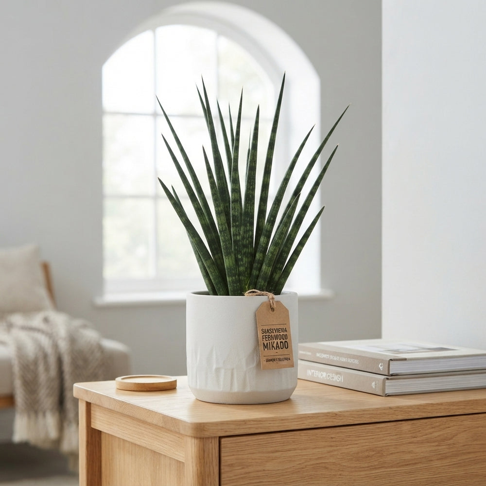 Sansevieria Fernwood Mikado – 12cm Pot, 40cm High