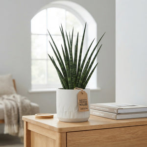 Sansevieria Fernwood Mikado – 12cm Pot, 40cm High