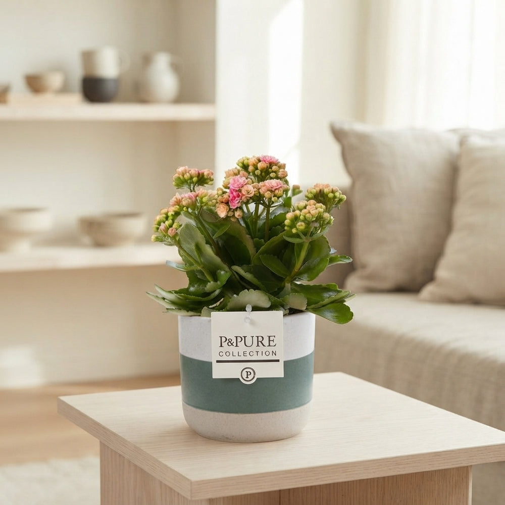 Mixed Kalanchoe Double Flowering Plant – 12cm Pot