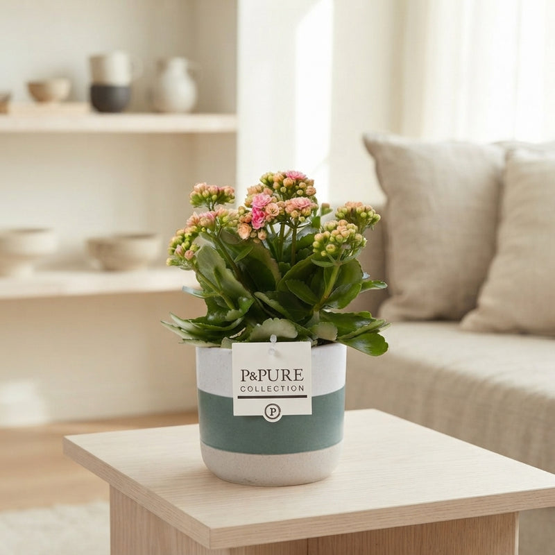 Mixed Kalanchoe Double Flowering Plant – 12cm Pot