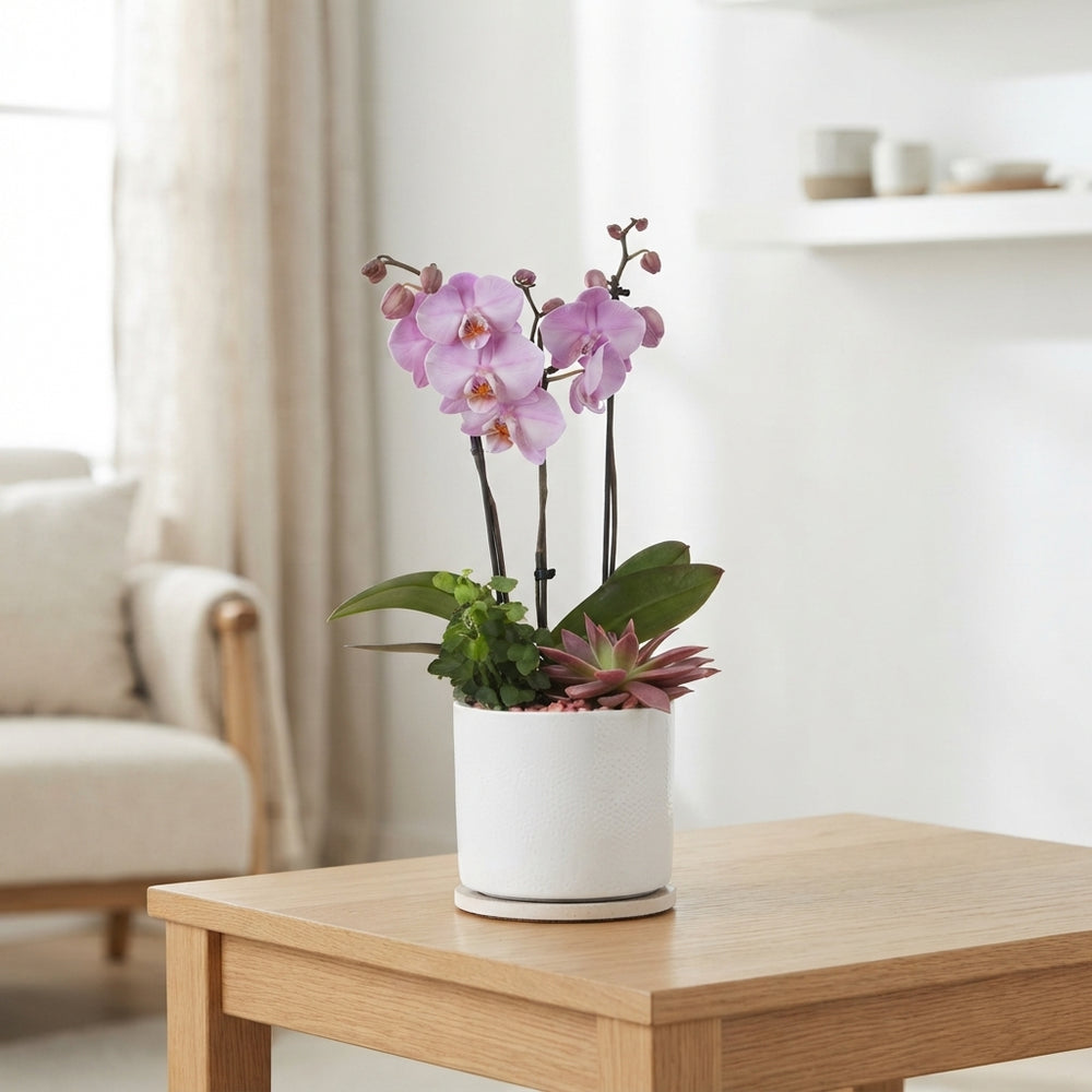 Mixed Phalaenopsis Orchid Arrangement – 17cm Pot