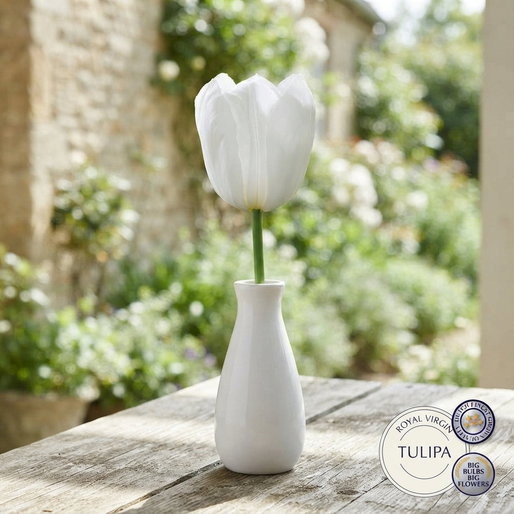 Tulipa ‘Royal Virgin’ Triumph Tulip Bulbs – 7 Bulbs
