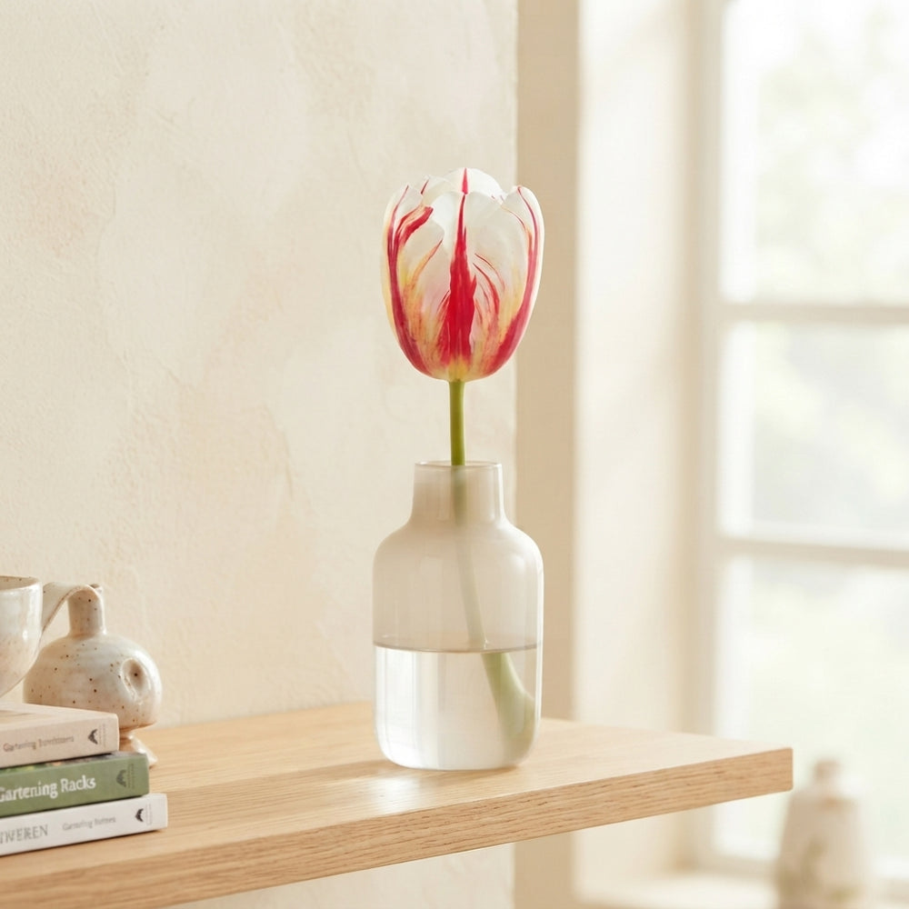 Tulipa Triumph ‘Carnaval de Rio’ Tulip Bulbs – 12/+