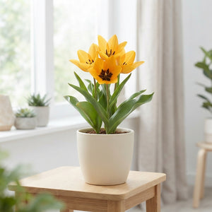 Tulip ‘Shogun’ Species Bulbs – Pack of 10