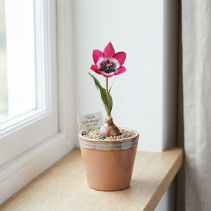 Tulipa ‘Little Beauty’ Species Tulip Bulbs – Pack of 10