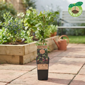 Mixed Fruit Plant – Approx. 50cm