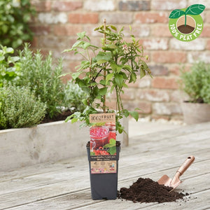 Mixed Fruit Plant – Jam Theme, Approx. 50cm