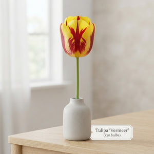 Tulipa 'Garden Vermeer' Flower Bulbs – 12/+
