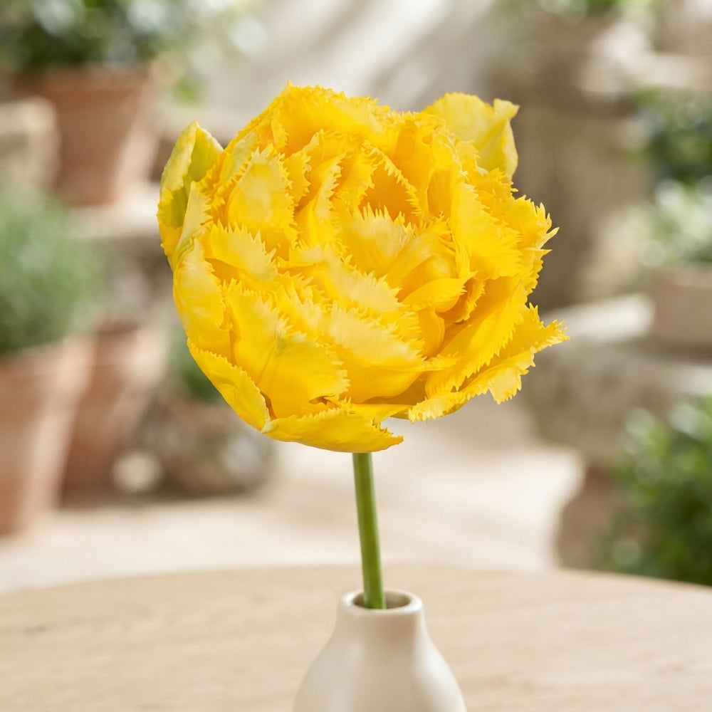 Tulipa ‘Fringed Double Exotic Sun’ Flower Bulbs – Pack of 7