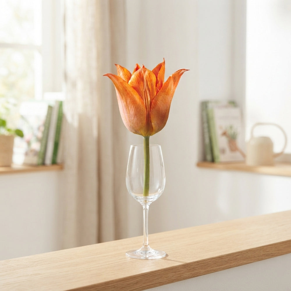 Tulip Triumph Flower Bulbs – 12/+ Grade