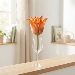 Tulip Triumph Flower Bulbs – 12/+ Grade