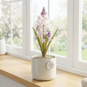 Rosea Scilla Bifolia Flower Bulbs – 5/6