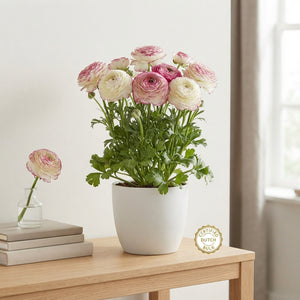Ranunculus Picotée Rose Flower Bulbs – 6/7