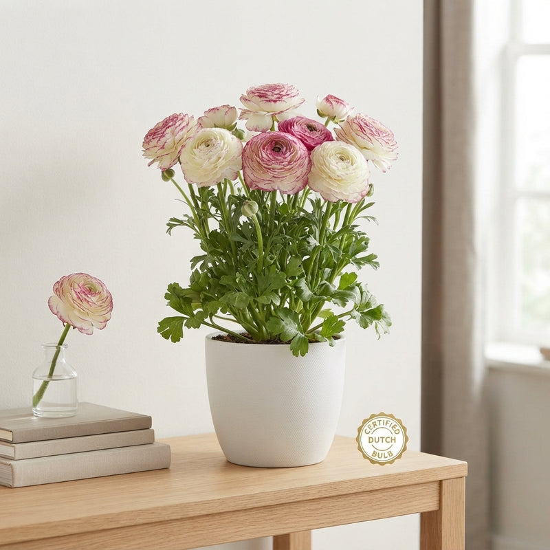 Ranunculus Picotée Rose Flower Bulbs – 6/7