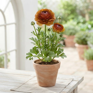 Ranunculus Picotée Rose Flower Bulbs – 6/7