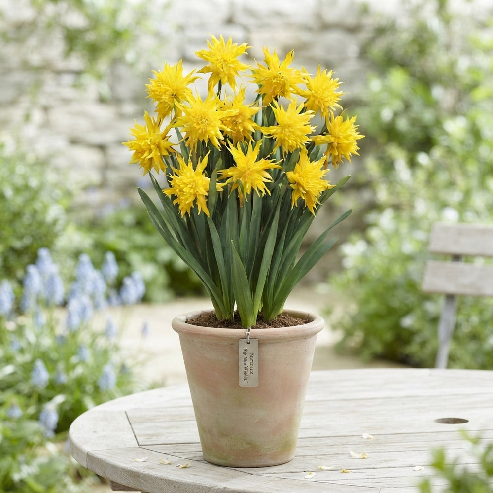 Narcissus ‘Rip van Winkle’ Flower Bulbs – Pack of 10