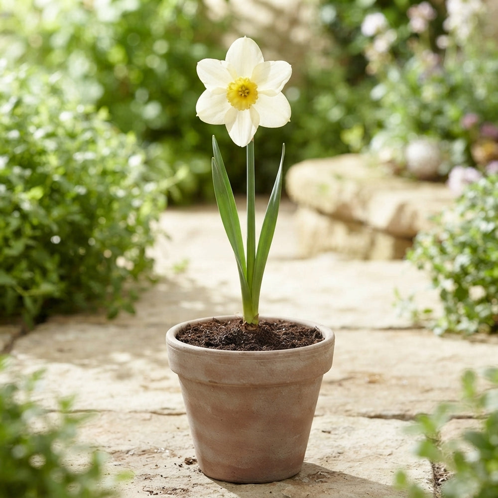 Narcissus 'Golden Echo' Daffodil Bulbs – 7 Bulbs