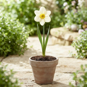 Narcissus 'Golden Echo' Daffodil Bulbs – 7 Bulbs