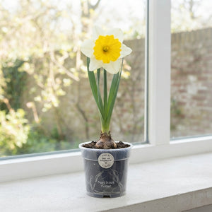 Narcissus ‘Goblet’ Daffodil Bulbs – 14/16