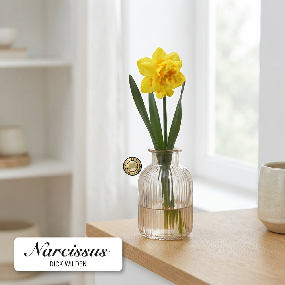 Narcissus ‘Dick Wilden’ Daffodil Bulbs – Pack of 5