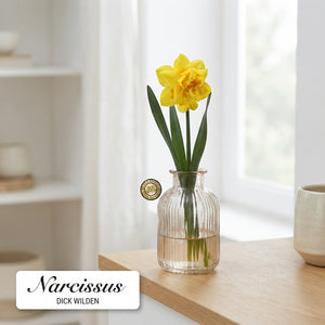 Narcissus ‘Dick Wilden’ Daffodil Bulbs – Pack of 5