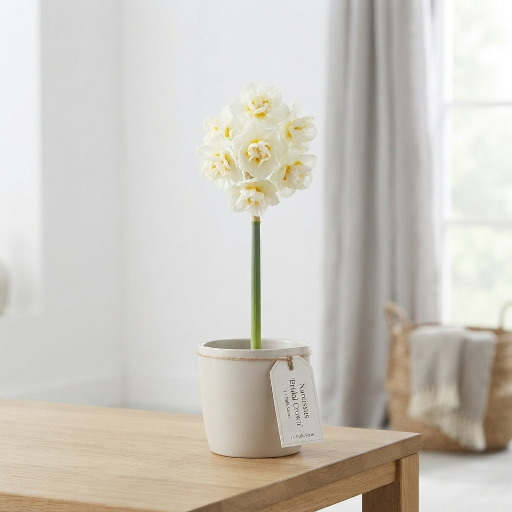 Narcissus Bridal Crown Daffodil Bulbs – 12/14cm