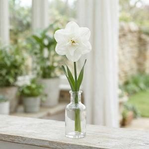 Narcissus ‘Albo Plenus’ Double Daffodil Bulbs – 5 Bulbs
