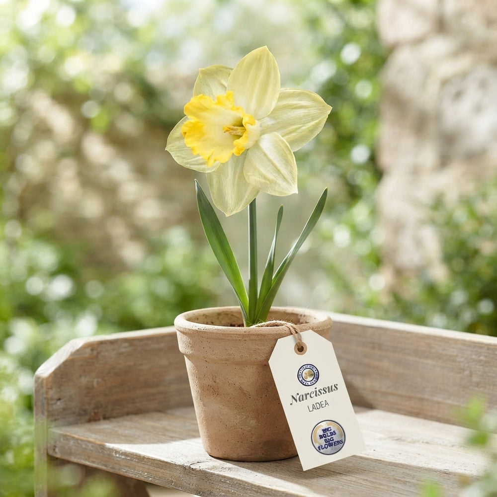 Narcissus ‘Ladea’ Daffodil Bulbs – Pack of 5