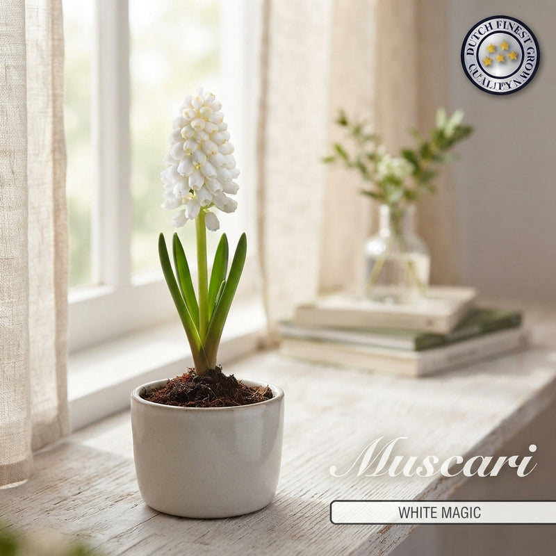 White Grape Hyacinth ‘White Magic’ Bulbs – Pack of 10