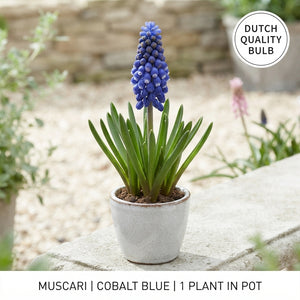 Mixed Muscari Grape Hyacinth Flower Bulbs – Pack of 20