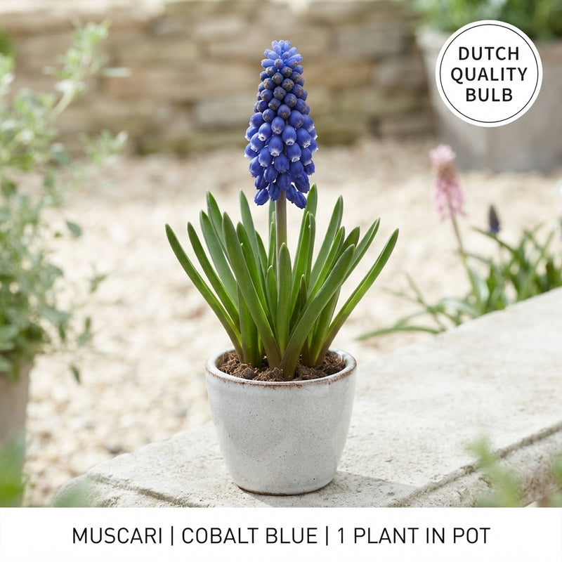 Mixed Muscari Grape Hyacinth Flower Bulbs – Pack of 20