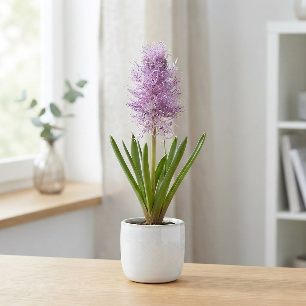 Plumed Grape Hyacinth (Muscari comosum 'Plumosum') Bulbs – Pack of 10