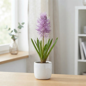 Plumed Grape Hyacinth (Muscari comosum 'Plumosum') Bulbs – Pack of 10