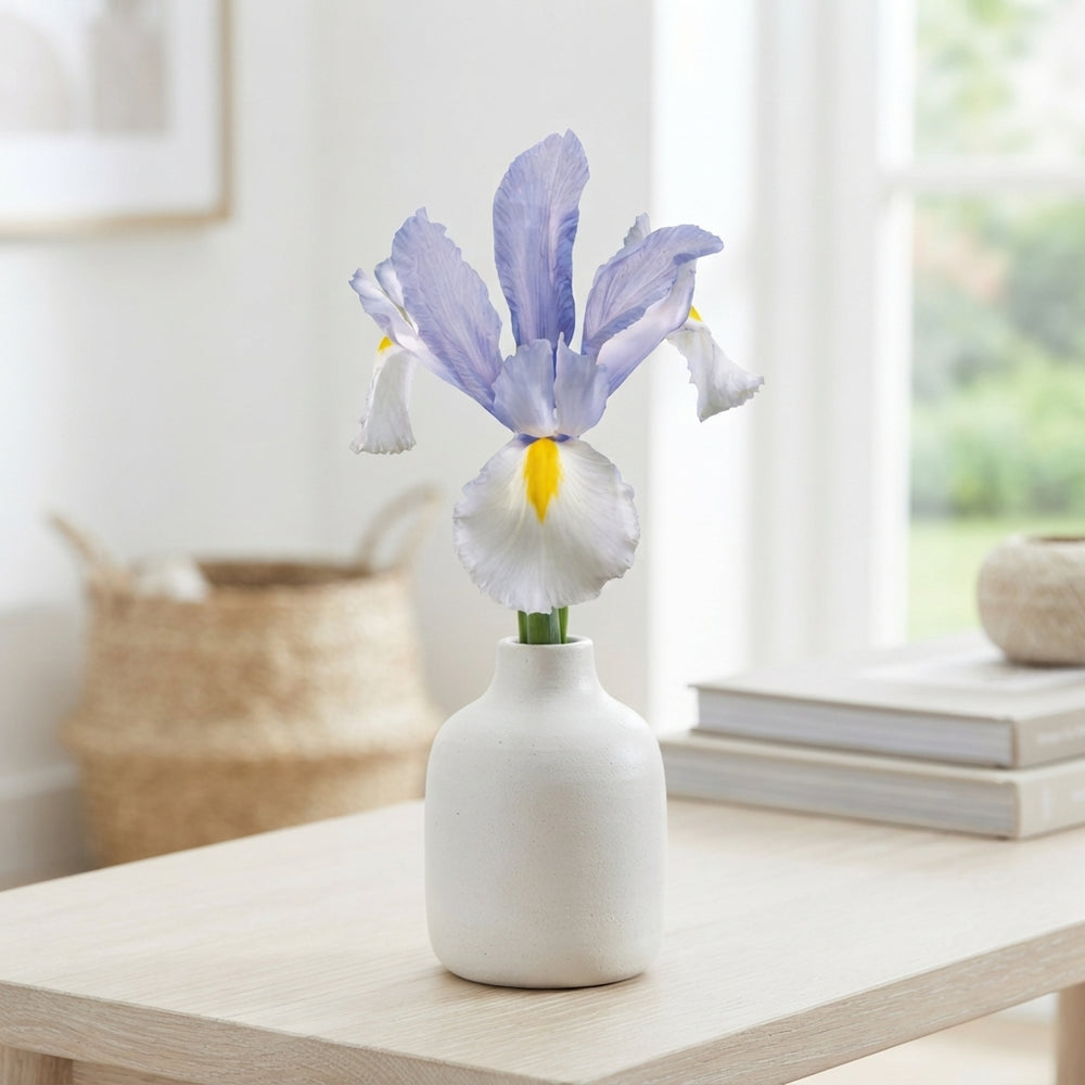 Dutch Iris Bulbs – Mixed Colours, Size 8/9