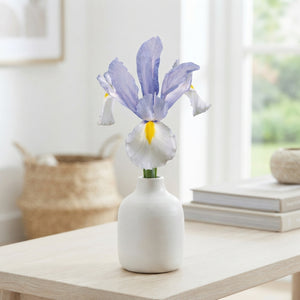 Dutch Iris Bulbs – Mixed Colours, Size 8/9