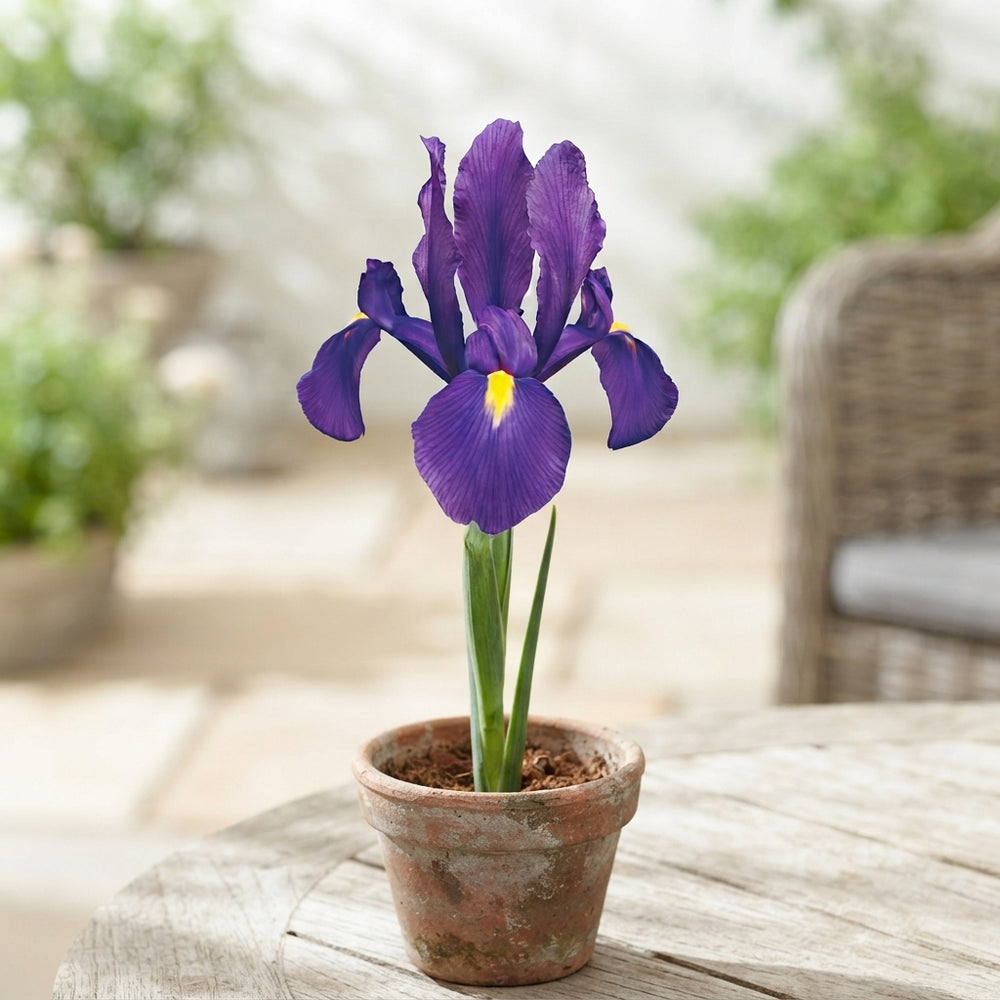 Iris Hollandica ‘Purple Sensation’ Flower Bulbs – Pack of 15