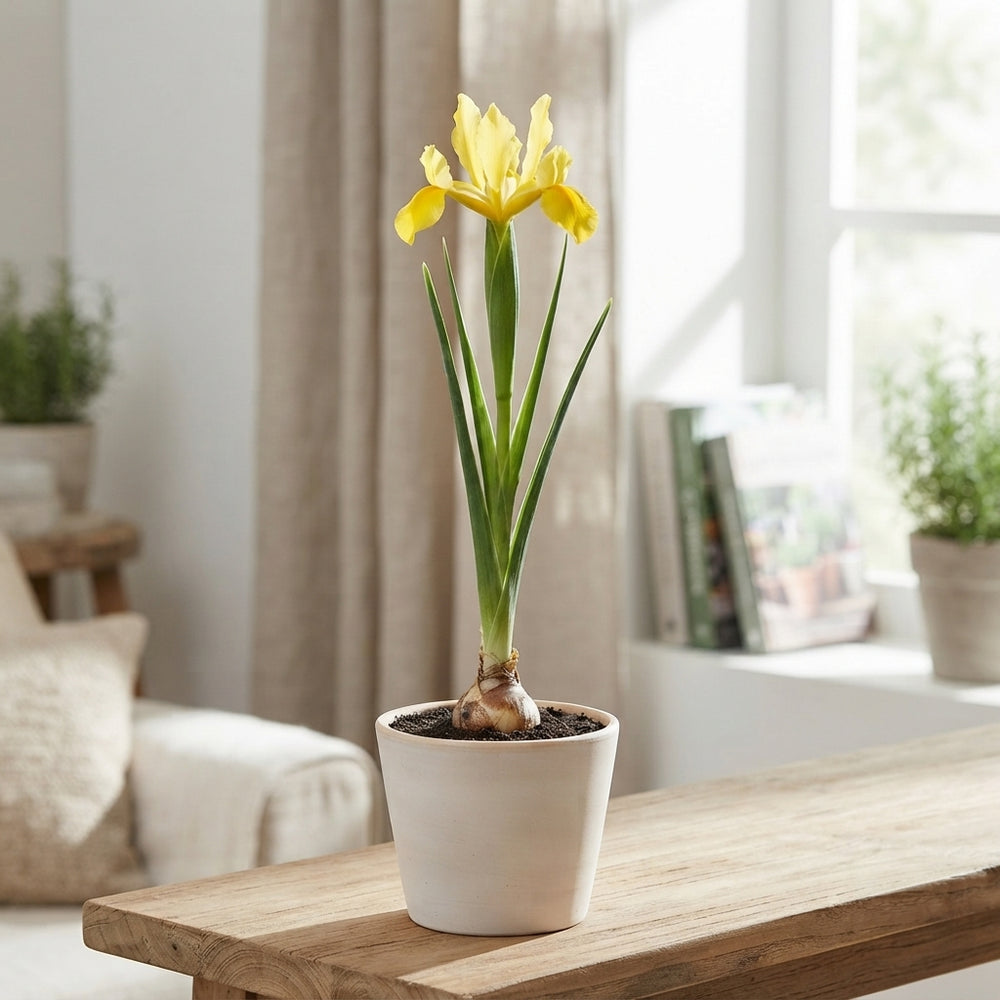 Mixed Dutch Iris Bulbs (Iris hollandica) – Pack of 15