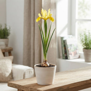 Mixed Dutch Iris Bulbs (Iris hollandica) – Pack of 15