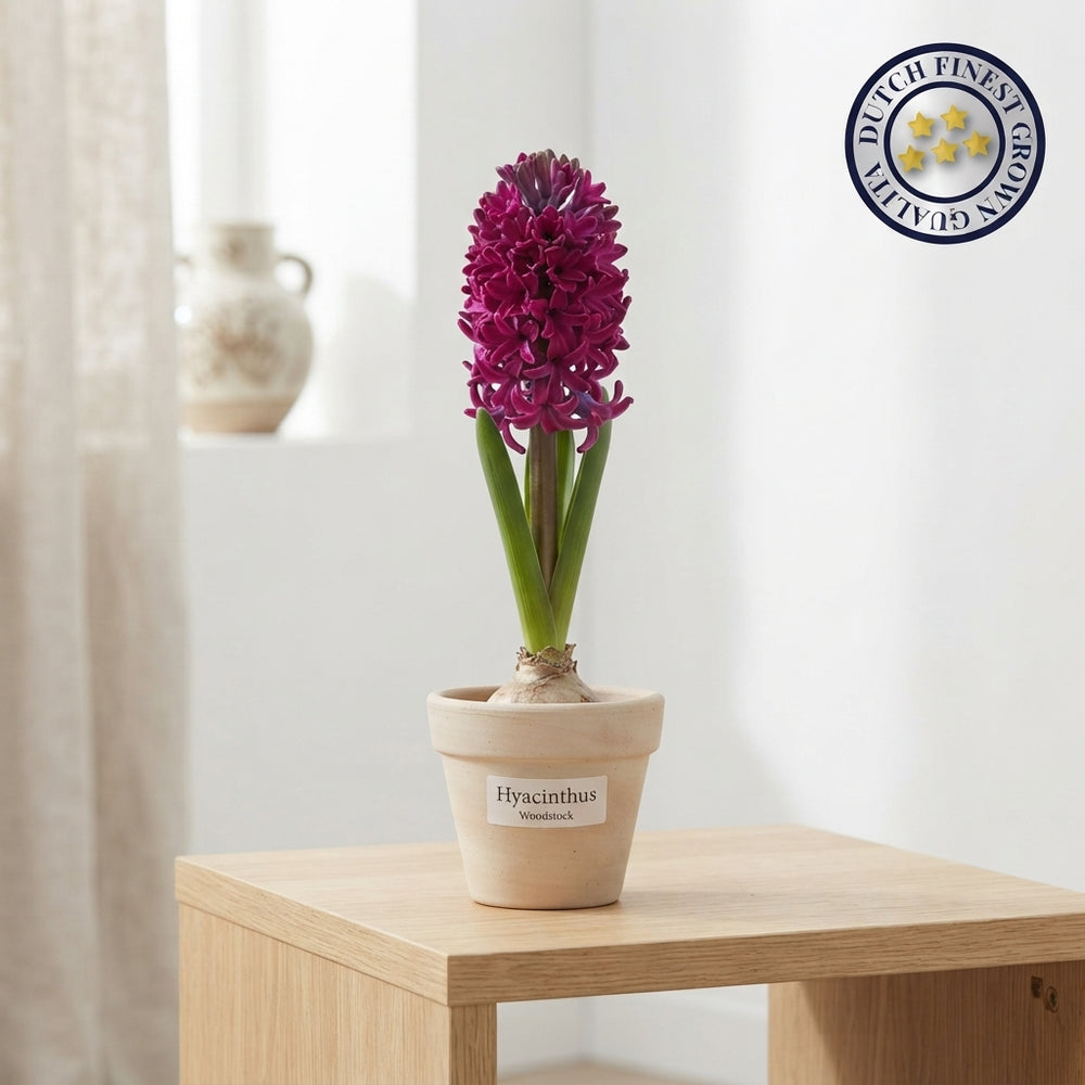 Hyacinth ‘Woodstock’ Bulbs – Pack of 5
