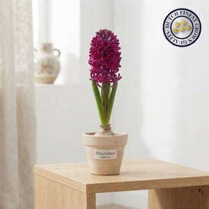 Hyacinth ‘Woodstock’ Bulbs – Pack of 5
