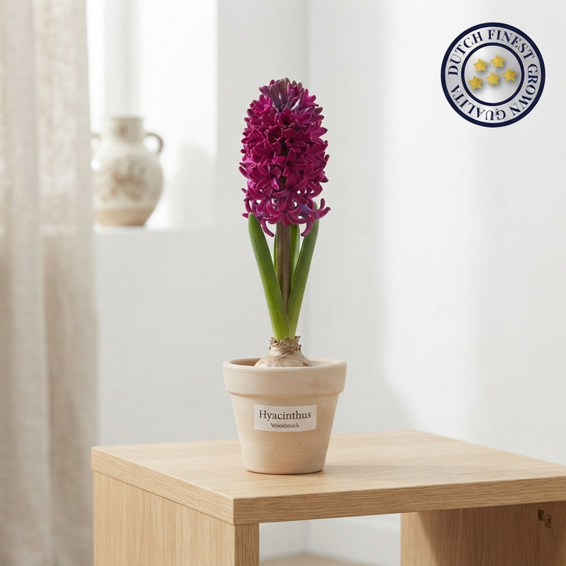 Hyacinth ‘Woodstock’ Bulbs – Pack of 5