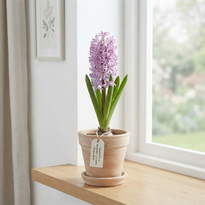 Hyacinth ‘Splendid Cornelia’ Bulb