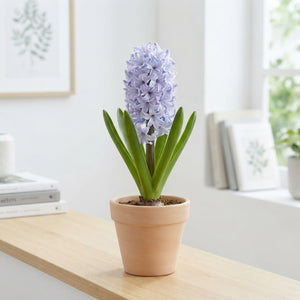 Hyacinth ‘Sky Jacket’ Bulbs – Pack of 5