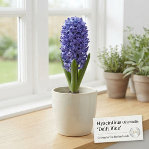 Delft Blue Hyacinth Bulbs (Hyacinthus orientalis) – Pack of 5