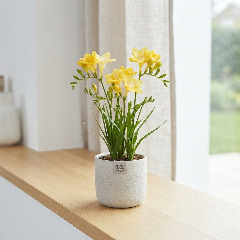 Yellow Freesia Flower Bulbs – 15 Bulbs