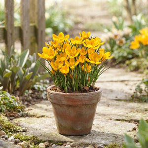 Crocus ‘Dorothy’ Spring Flower Bulbs – 5/6