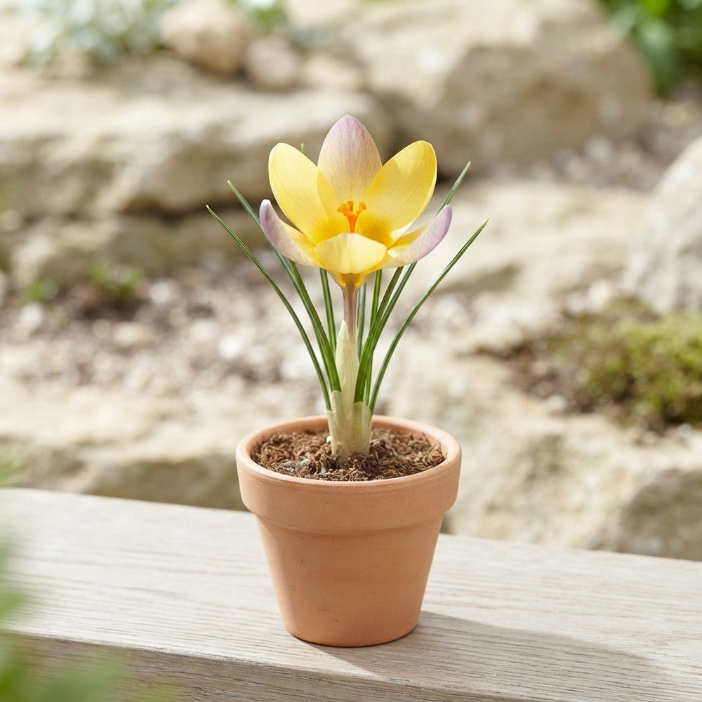 Crocus chrysanthus ‘Advance’ Flower Bulbs – Pack of 10