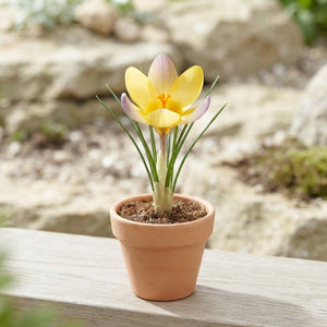 Crocus chrysanthus ‘Advance’ Flower Bulbs – Pack of 10