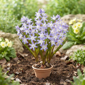Mixed Chionodoxa Luciliae Flower Bulbs – 5/6
